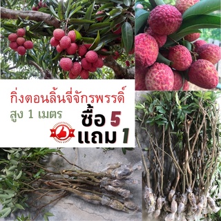 ต้นลิ้นจี่จักรพรรดิ์สูง1เมตรพร้อมส่งพันธุ์แท้รับประกันลูกใหญ่