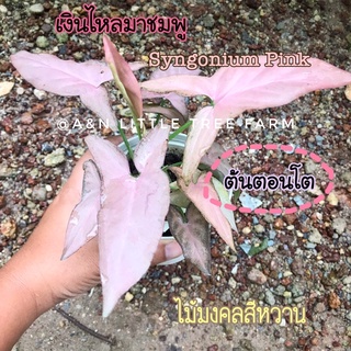 เงินไหลมาชมพู Syngonium Pink ไม้มงคล หวานๆ