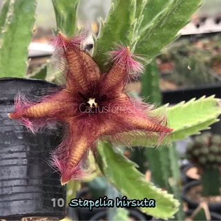 เก๋งจีนเด็ดสด Stapelia Hirsuta