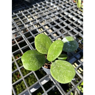 hoya obovata splash..