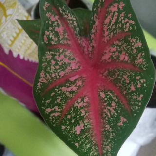 บอนสี เจ้ากรุงไกเซอร์ (Caladium Bicolor)- เป็นไม้มงคลของคนสมัยโบราณ