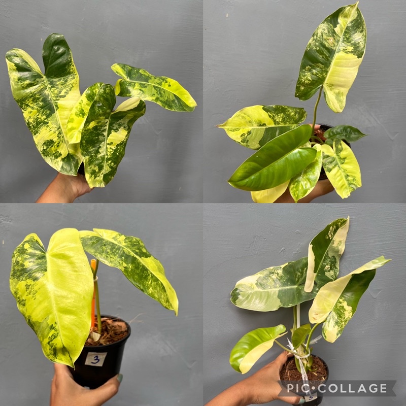 🙂Philodendron Burle Marx Variegated🙂
