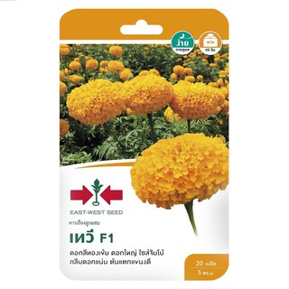 เมล็ดพันธุ์ดาวเรือง F1 เทวี MARIGOLD SEED EAST-WEST SEED THEVEE F1