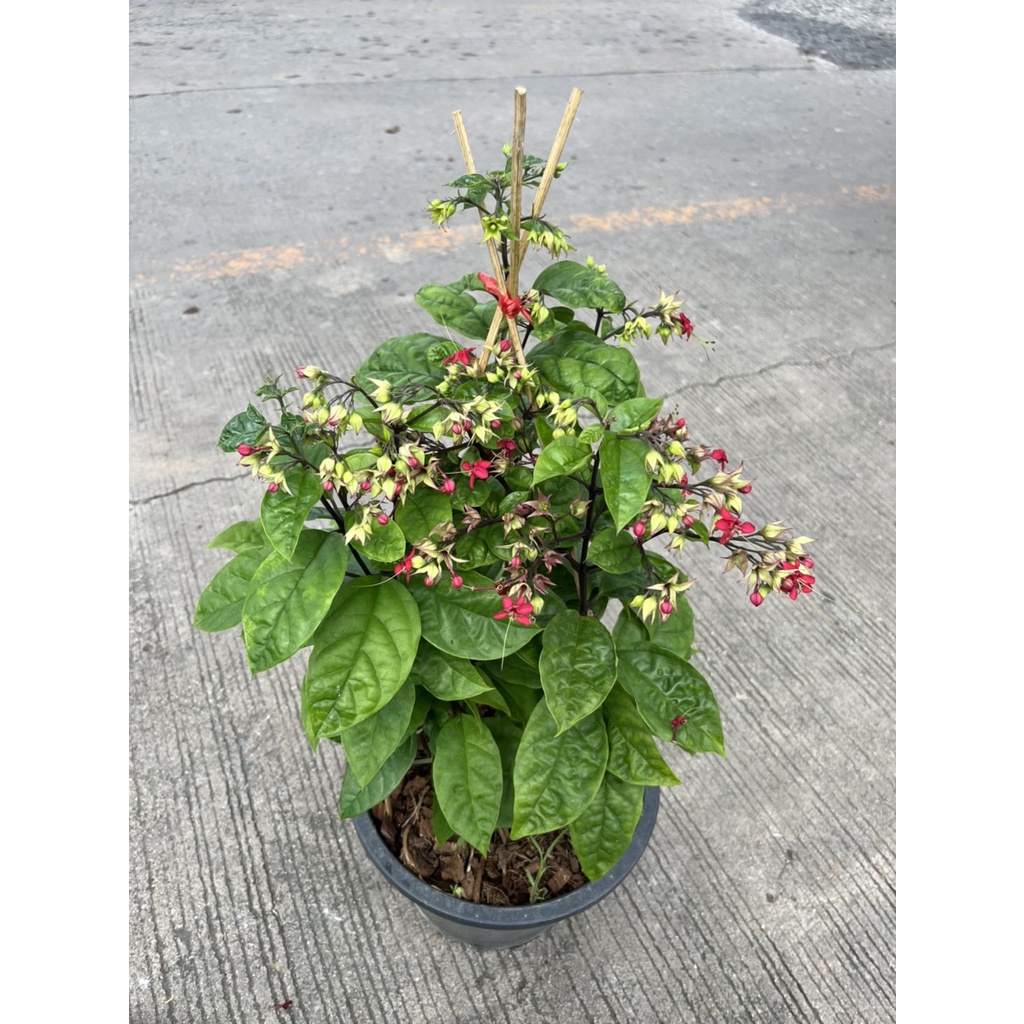 มุมมอง 3