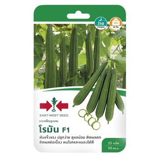 เมล็ดพันธุ์บวบเหลี่ยม F1 โรมัน ANGLED LOOFAH SEED F1 SORNDAENG ROMAN