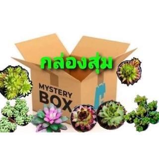 กล่องสุ่มไม้อวบน้ำ / กุหลาบหิน