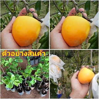 (1ต้น)(vาย ต้นพันธุ์) ต้น ลูกพลับหวาน ยามาโตะ やまと Yamato Akira Persimmon ลูกพลับ หวาน ต้นลูกพลับ ต้นพลับ ไร่อิงดาว