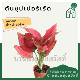 ซุปเปอร์เรด ในกระถางพร้อมตั้ง