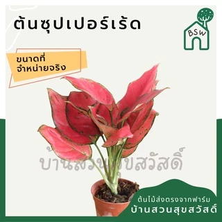 ซุปเปอร์เร้ด ในกระถางพร้อมตั้ง
