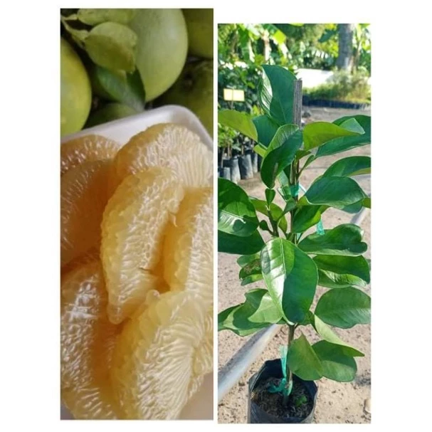 ต้นส้มโอขาวน้ำผึ้งไร้เมล็ด เนื้อสีขาวอมเหลืองหอมหวานฉํ่าอร่อย สูง 70-100ซ.ม แบบกิ่งตอน