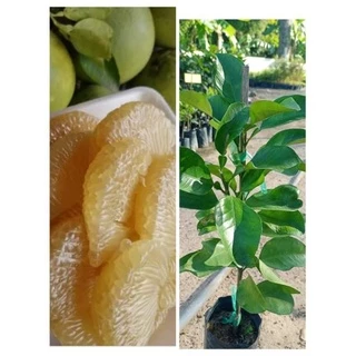 ต้นส้มโอขาวน้ำผึ้งไร้เมล็ด เนื้อสีขาวอมเหลืองหอมหวานฉํ่าอร่อย สูง 70-100ซ.ม แบบกิ่งตอน