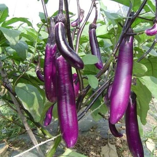 เมล็ดพันธุ์มะเขือยาวสีม่วง 70 เมล็ด[ 10 เเถม 1 คละได้ ]