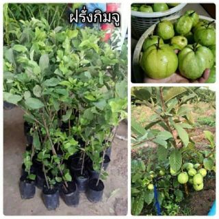 😋#ต้นฝรั่งกิมจู #ฝรั่งกิมจู ขนาดต้น70-80ซม. รอรับหน้าบ้านค่ะ