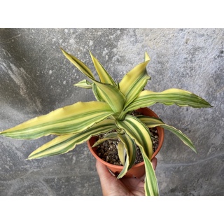 ลิ้นมังกรด่าง Sansevieria Kismayo ต้นใหญ่