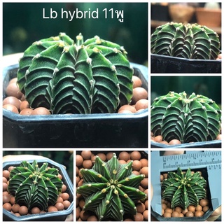 LB hybrid ไม้เมล็ดค่ะขนาด 3.5 cm ( 11พู )