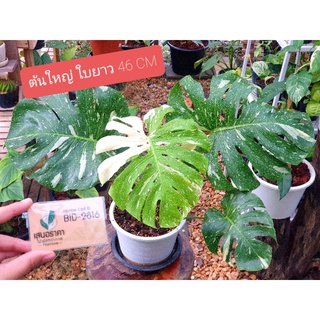 Monstera Thai Constellation Variegated ไทยคอนด่าง มอนสเตอร่าไทยคอนด่าง