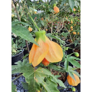 เข้าใหม่ ชบาโคม / ชบาโคมญี่ปุ่น (Flowering Maple)  สีส้มอ่อน ส่งพร้อมกระถาง8นิ้ว