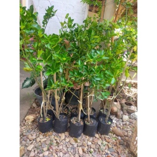 ต้นมะนาวตาฮิติ ไร้เม็ด รากแข็งแรงสมบูรณ์​ ทนโรค ดูแลง่ายจ้า 6 ต้น แถม 1 ต้นจ้า 🌿🍋