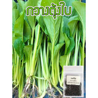 เมล็ดพันธุ์ กวางตุ้งใบ เมล็ดกวางตุ้ง  1000 เมล็ด [10 แถม 1 คละได้]