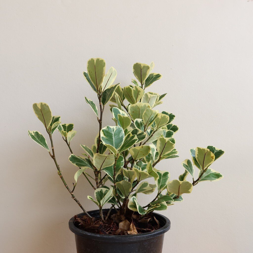 มุมมอง 3