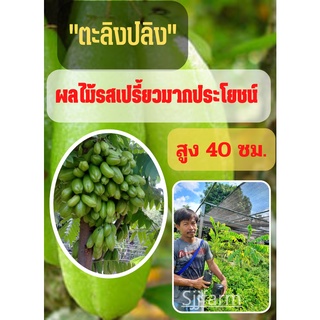 1 ต้น ต้นตะลิงปลิง รสเปรี้ยวลูกดก  (ขนาดกลาง) ตะลิงปลิง สูง 40 ซม. ต้นพันธุ์พร้อมปลูก ต้นพันธุ์ตะลิงปลิง ต้นพร้อมส่ง