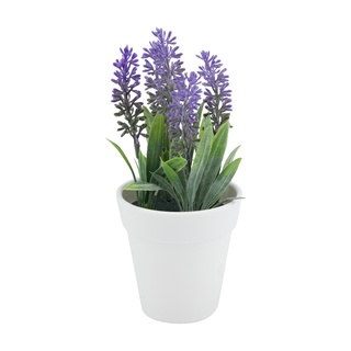 ต้นลาเวนเดอร์ในกระถาง รุ่น วิตตี้ สูง 17 ซม. - สีม่วง/ขาว