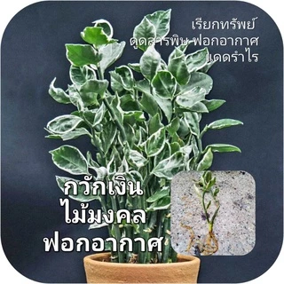 ไม้เลี้ยงน้ำ ซื้อ 5 (มีแถม) ส่ง 3 กิ่งขึ้นไป พลูสีชมพู พลูงาช้าง พลูด่าง ฟิโล ด่างขาว