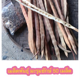 เมล็ดพันธุ์ มะรุมยักษ์ พืชสมุนไพร HD สุขภาพดี