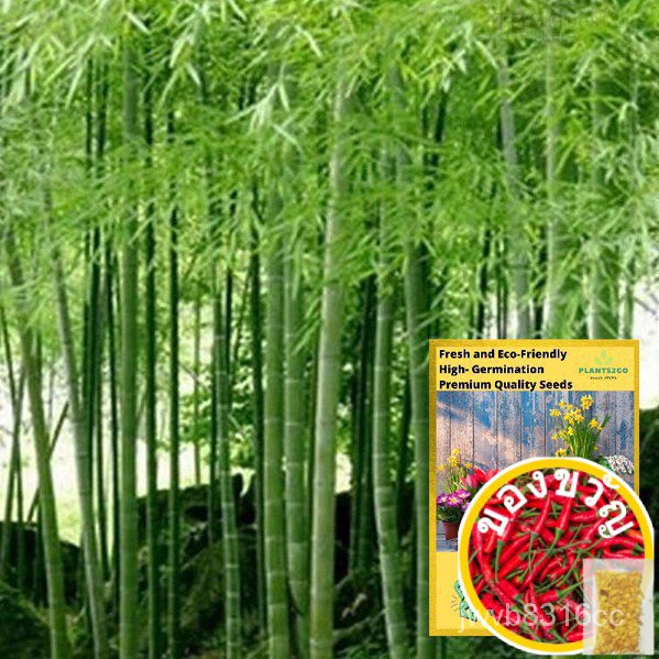ไม้ไผ่เมล็ดZA23-5เมล็ดสูงงอกดอกไม้พืชเมล็ดพันธุ์สำหรับขาย，ง่ายมากที่จะปลูกเมล็ดพันธุ์ในดิน，เรียกว่าไม้ไผ่P2G (ZA23)芹菜/男装