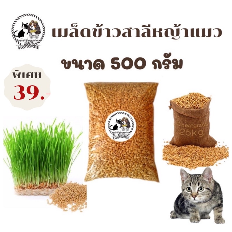 หญ้าแมว เมล็ดข้าวสาลี ทานได้ทั้งกระต่ายและสุนัข ขนาด500g ราคา39บาทค่าส่ง22฿ มีชำระปลายทาง