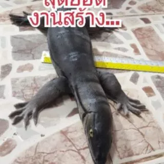 🦎ตุ๊กแกปลอม ขนาดใหญ่เท่าแขน(23นิ้ว)/ตัวเฮ้ยยาว28นิ้ว/ จระเข้22นิ้ว