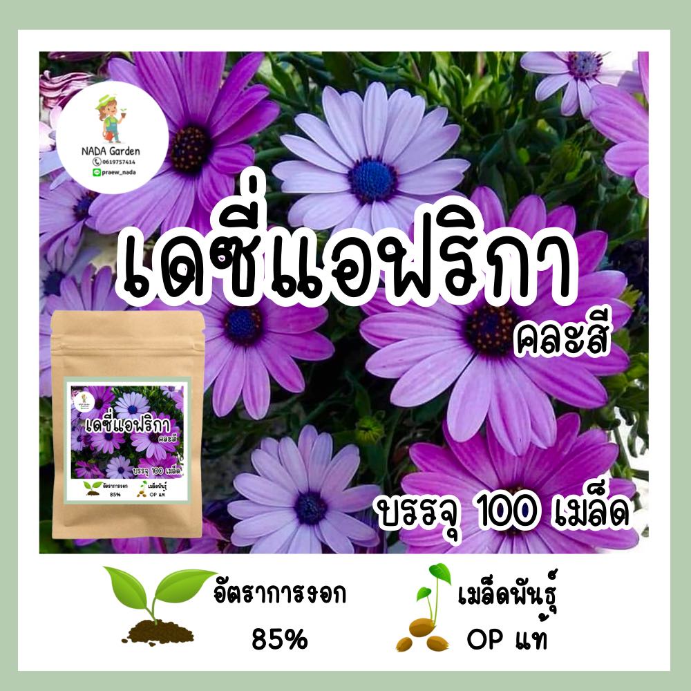 เมล็ดพันธุ์เดซี่แอฟริกา คละสี 100เมล็ด (African daisy)
