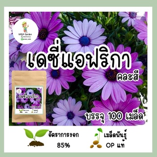 เมล็ดพันธุ์ เดซี่แอฟริกา คละสี 100เมล็ด