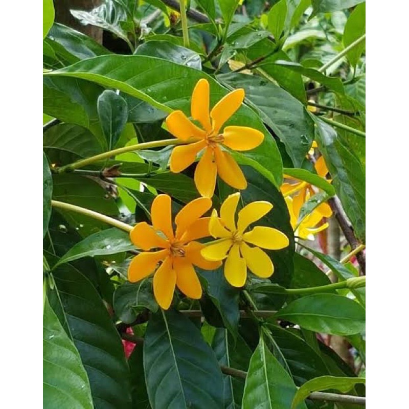 ต้นพุดน้ำบุศย์ ไม้มงคลเลี้ยง่าย ดอกมีกลิ่นหอม 🌼