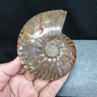 ฟอสซิลหอย แอมโมไนท์ แอมโมไนต์ ฟอสซิล(Ammonite)