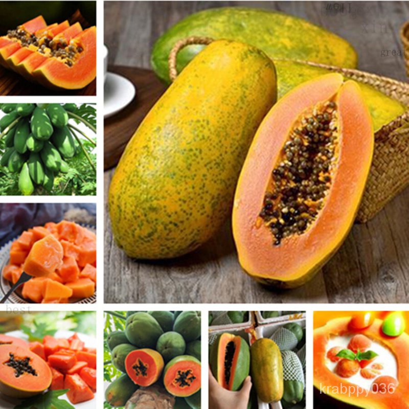 ของแท้ 100% พร้อมสต็อก 10pcs papaya seeds บอนสีชายชล เมล็ดพันธุ์ พันธุ์ไม้ผล ต้นไม้ฟอกอากาศ ต้นไม้มงคล ต้นไม้ บอนไซ ต้นไ
