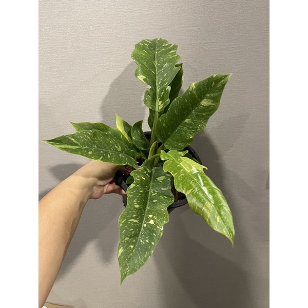 Philodendron ring of fire variegated ใบเลื่อยด่าง