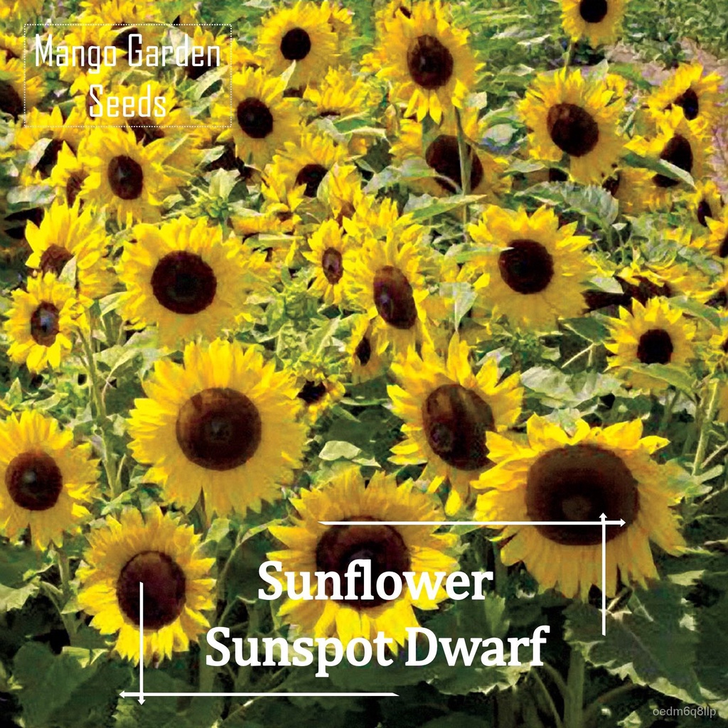 Sunflower sunspot dwarf เมล็ด-40เมล็ด หม้อ ปลูก urn ดอกทานตะวัน Renek ...