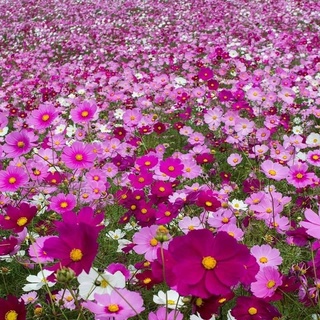 เมล็ดดอกไม้ คอสมอส,ดาวกระจายฝรั่ง,เมล็ดดาวกระจายคละสี (Mixed Cosmos Flower) 100 เมล็ด(ซื้อ4แถม1)