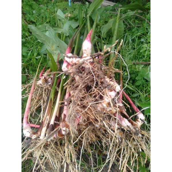 ข่าตาแดง​ ขายหน่อพันธุ์ชุด2กิโลกรัม100บาท(สำหรับ​ปลูก)​ - รูปที่ 3