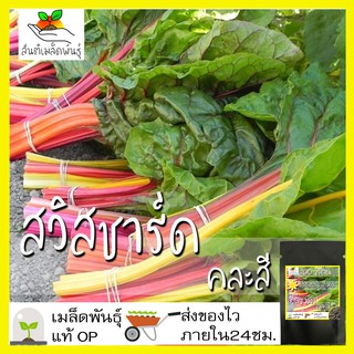 เมล็ดพันธุ์ สวิสชาร์ดคละสี 100 เมล็ดMixed SwissChard Seed เมล็ดพันธุ์แท้100% นำเข้าจากต่างประเทศ ปลูกผัก สวนครัว ประหยัด