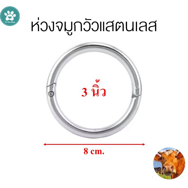 ห่วงจมูกวัวสแตนเลสแท้ 3 นิ้ว อย่างดี ห่วงจมูกโค