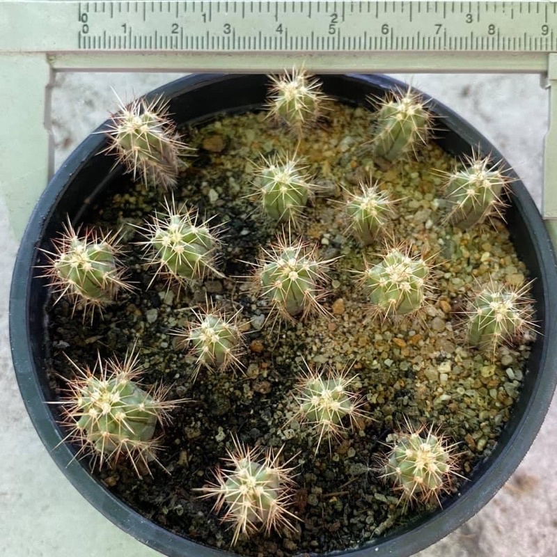 เฟโร ยกพ็อต 5ต้น30บาท เฟอโร แคคตัส กระบองเพชร