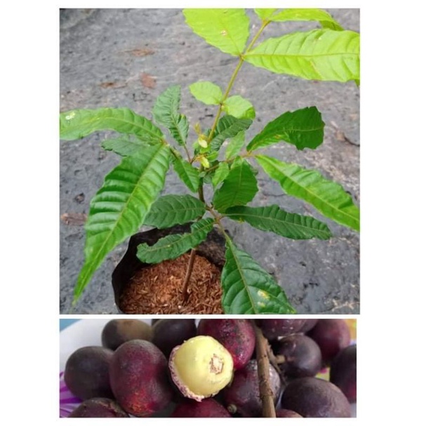 ต้นลําไยคริสตัลสีม่วงจัมโบ้#เนื้อหนารสชาติคล้ายลิ้นจี่ผสมเงาะกลิ่นทุเรียน#สูง 40-50ซ.ม