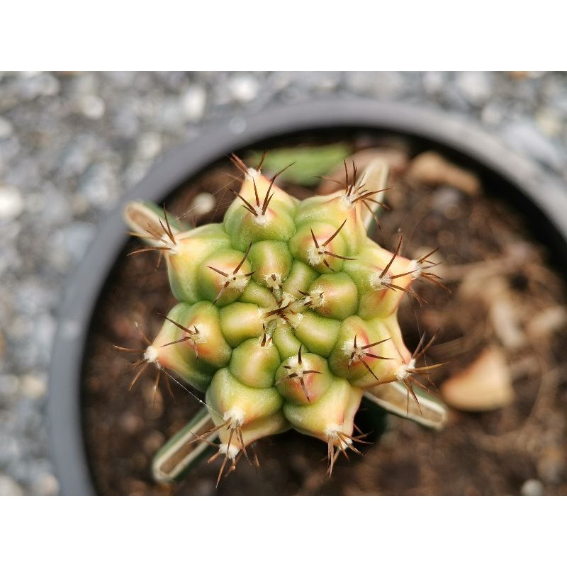 06 - Pirate king 🏴‍☠️ไม้กราฟ 1 ต้น🏴‍☠️ Gymnocalycium Cactus ไพเรทคิง ยิมโน แคคตัส กระบองเพชร ไม้อวบน้ำ ไม้กราฟ ราคาถูก​