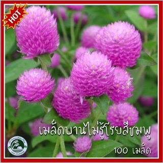 100+ เมล็ด บานไม่รู้โรยสีชมพู Pink Gomphrena เมล็ดพันธุ์บานไม่รู้โรย บานไม่รู้โรย เมล็ดบานไม่รู้โรย