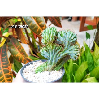 ตอบลูคริสตาต้า ตอบลู Myrtillocactus geometrizans cristata แคคตัส