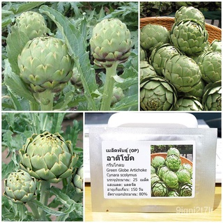 เมล็ด ขายดี/เมล็ดพันธุ์ อาติโช้ค สีเขียว (Green Globe Artichoke Seed) บรรจุ 25 เมล็ด คุณภาพดี ร/อินทรีย์ คละ สวนครัว ดอก