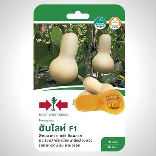 ฟักทอง ซันไลท์ 10เมล็ด ศรแดง