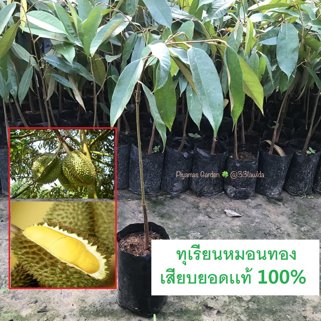 ต้นทุเรียนหมอนทอง เสียบยอด ส่งฟรีเคอรี่ ปลูก3ถึง4ปีออกลูก ต้นสูง 60 ซม.จัดส่งพร้อมถุงชำ รับประกันการ